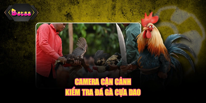 Camera cận cảnh kiểm tra đá gà cựa dao