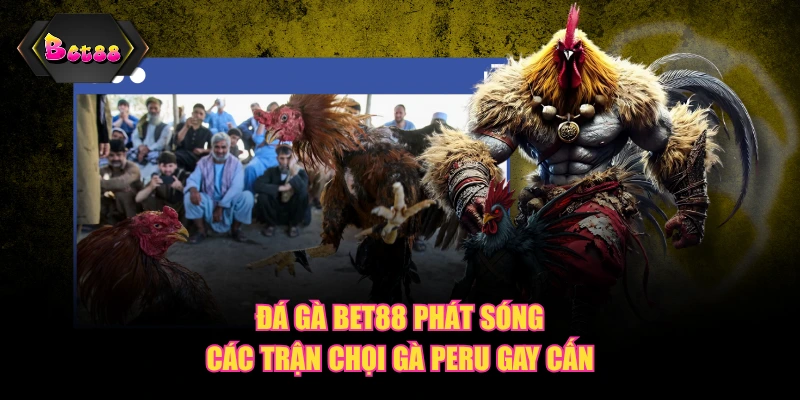 Đá gà BET88 phát sóng các trận chọi gà Peru gay cấn