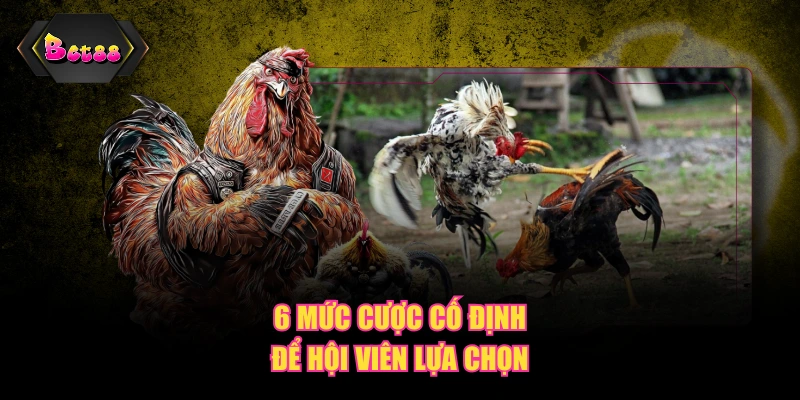 6 mức cược cố định để hội viên lựa chọn