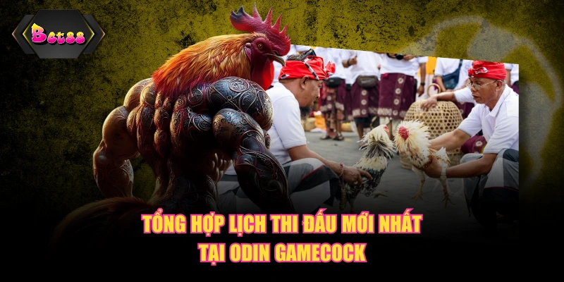 Tổng hợp lịch thi đấu mới nhất tại Odin Gamecock